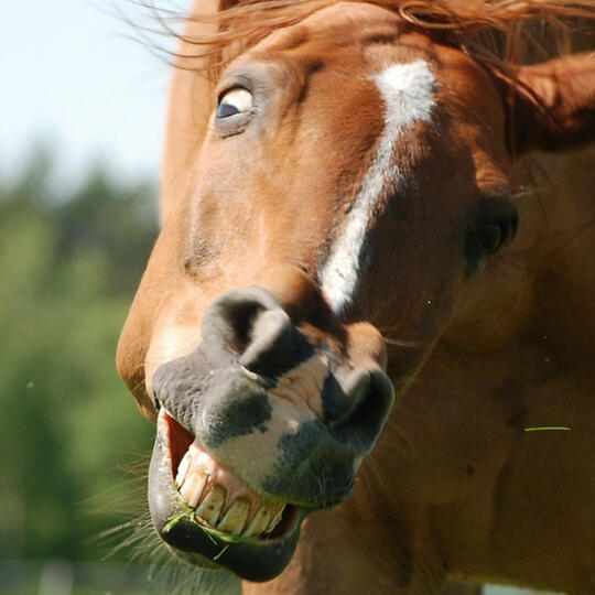 Horse I found in Inez, Kentucky near me